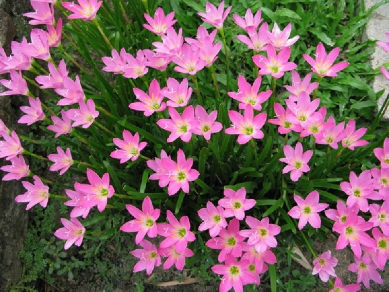 Ý nghĩa các màu hoa thủy tiên và cách trồng giúp hoa nở đẹp rực rỡ - 4