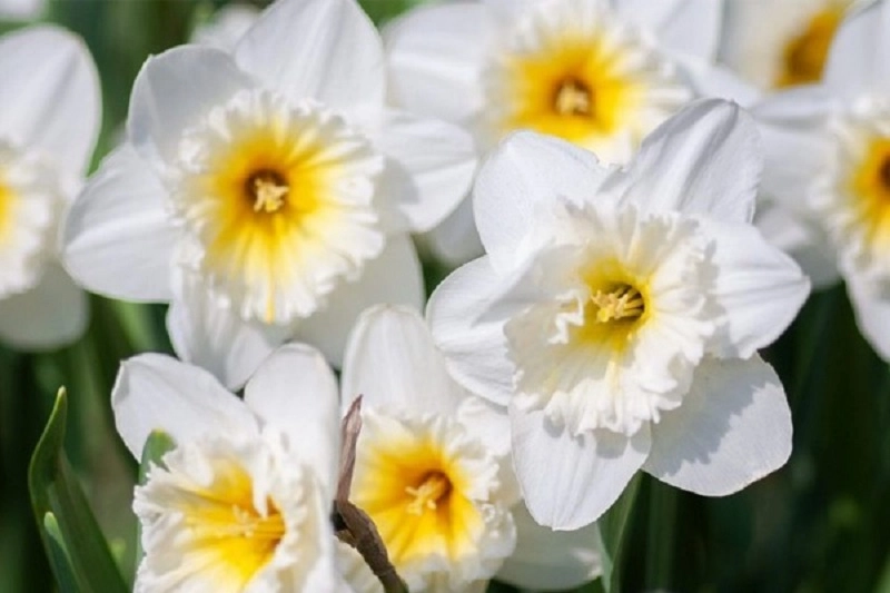 Ý nghĩa các màu hoa thủy tiên và cách trồng giúp hoa nở đẹp rực rỡ - 5