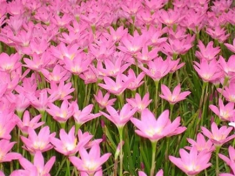 Ý nghĩa các màu hoa thủy tiên và cách trồng giúp hoa nở đẹp rực rỡ - 6