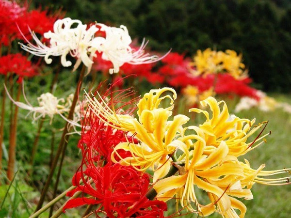 Ý nghĩa hoa bỉ ngạn công dụng và cách trồng giúp hoa nở đẹp - 5