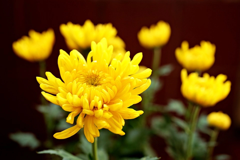 Ý nghĩa hoa cúc vàng và các loại phổ biến - 2