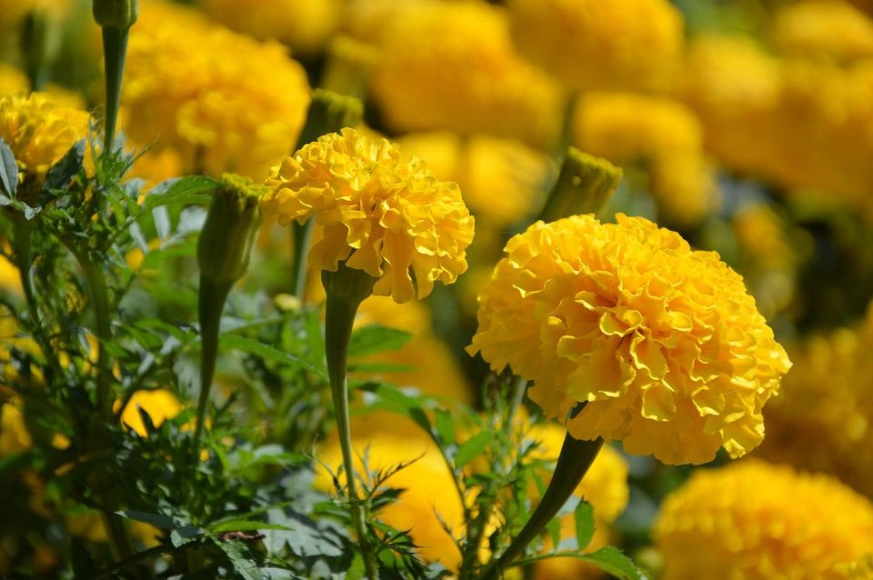 Ý nghĩa hoa cúc vàng và các loại phổ biến - 10