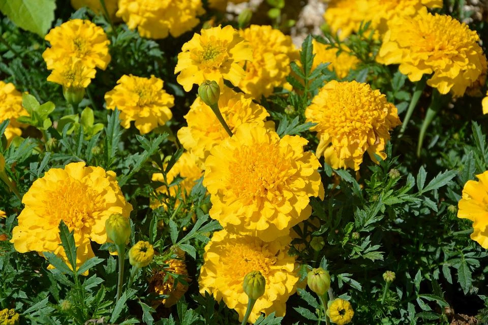 Ý nghĩa hoa cúc vàng và các loại phổ biến - 12