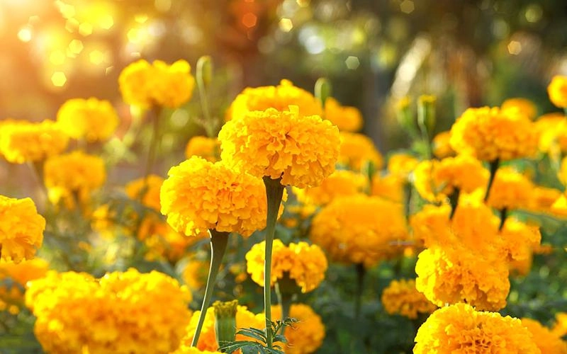 Ý nghĩa hoa cúc vàng và các loại phổ biến - 14