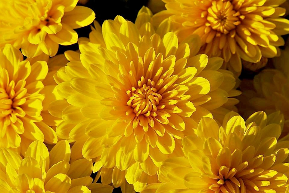 Ý nghĩa hoa cúc vàng và các loại phổ biến - 17