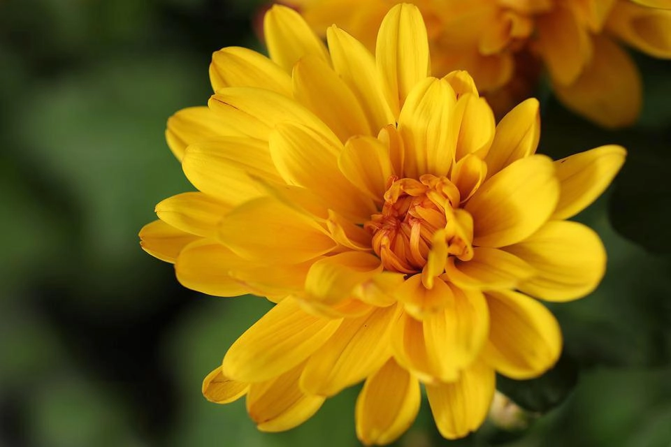 Ý nghĩa hoa cúc vàng và các loại phổ biến - 25