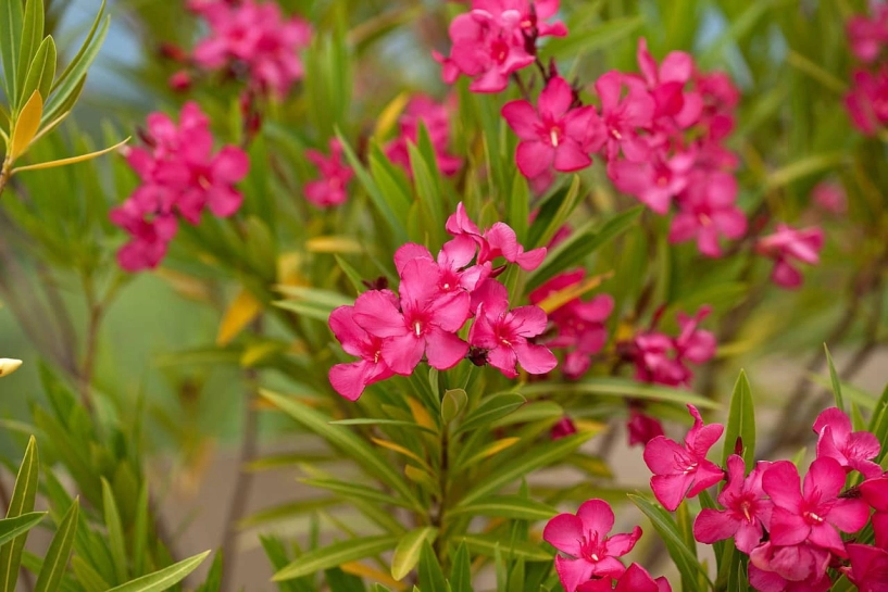 10 loai hoa quen thuộc không nên trồng trong nhà có loại chứa chất cực độc chỉ với một lượng nhỏ - 3