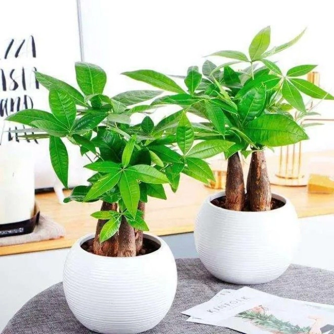 3 loại hoa này là máy tạo ẩm mini chưng một chậu trong phòng cả nhà đều khỏe - 2