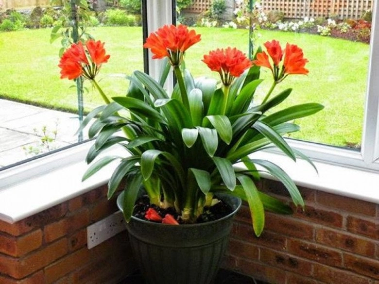 4 loại cây nở hoa đúng dịp tết gọi phước lộc vào nhà bây giờ nên trồng ngay - 1