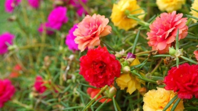 4 loại hoa thích ngược đãi càng ít chăm bẵm càng tươi tốt hoa nở nở sum suê - 2