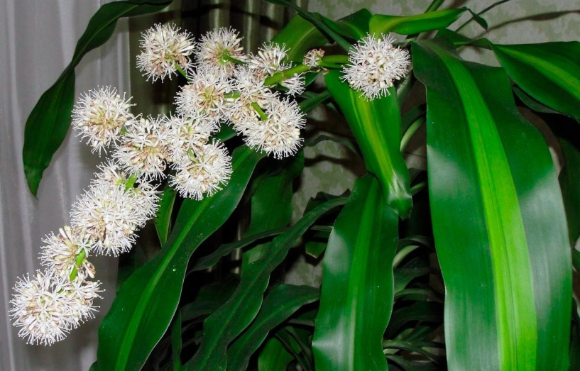 5 loại cây cực hiếm ra hoa mỗi khi ra hoa lại rước tài lộc về - 17