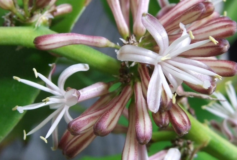 5 loại cây cực hiếm ra hoa mỗi khi ra hoa lại rước tài lộc về - 19