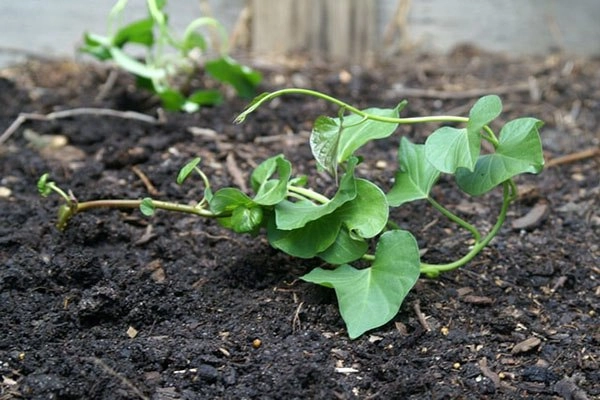 6 loại rau nhặt lá xong đừng vứt cành đi đem cắm xuống đất quanh năm có rau ăn - 5