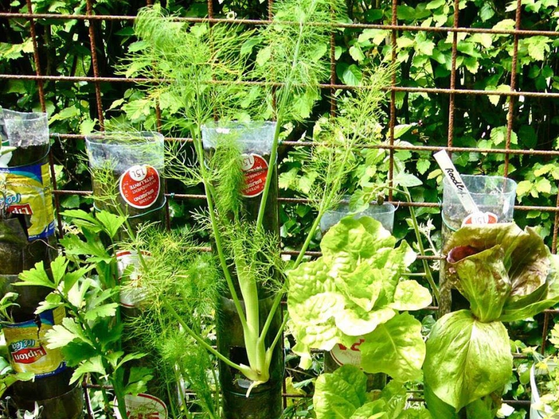 Cách trồng rau sạch từ chai và thùng nhựa cũ của vị giáo sư đại học sau khi về hưu - 3