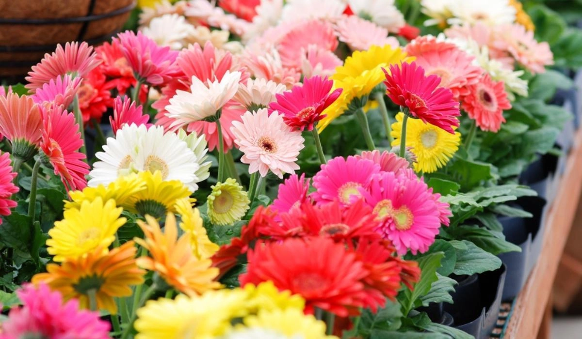 Đón tết ngập tràn sắc xuân với 15 loại hoa đẹp rực rỡ và dễ trồng - 4