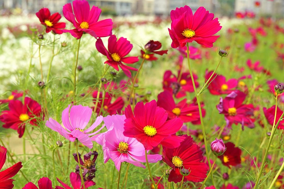 Đón tết ngập tràn sắc xuân với 15 loại hoa đẹp rực rỡ và dễ trồng - 6