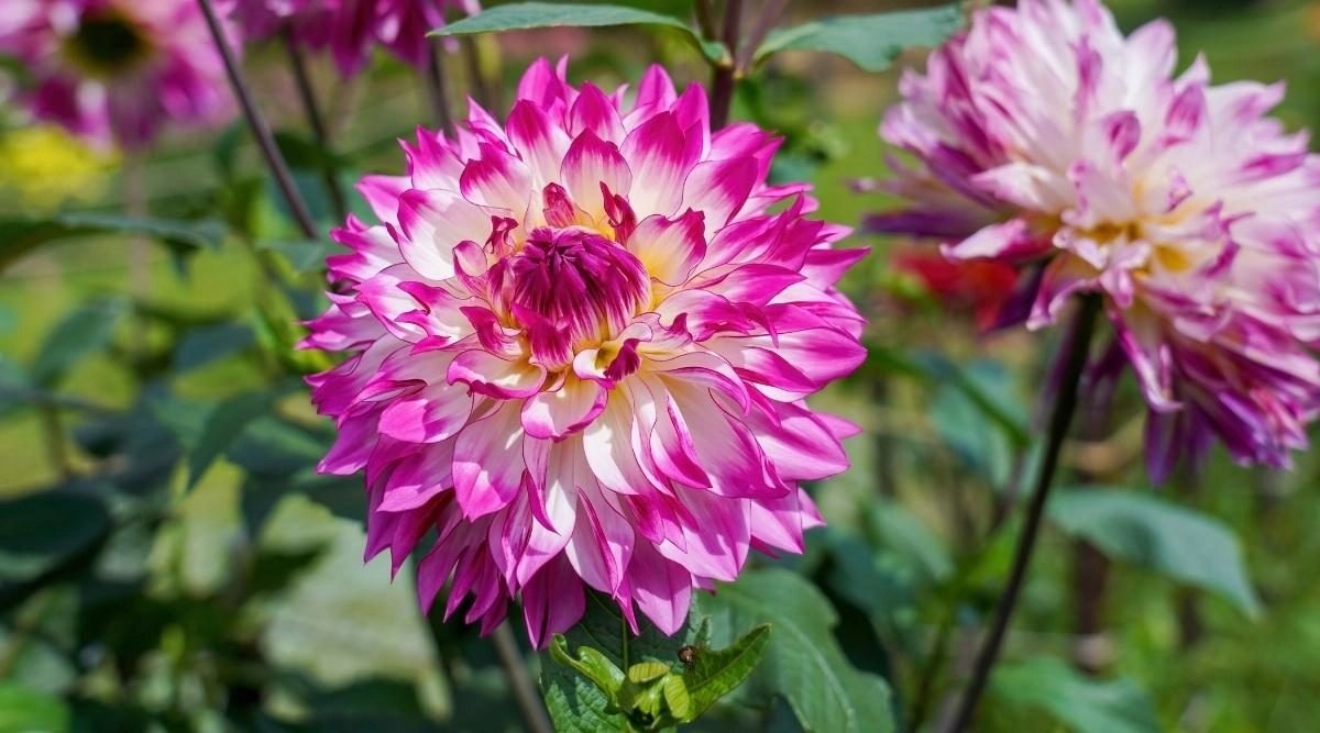 Đón tết ngập tràn sắc xuân với 15 loại hoa đẹp rực rỡ và dễ trồng - 11