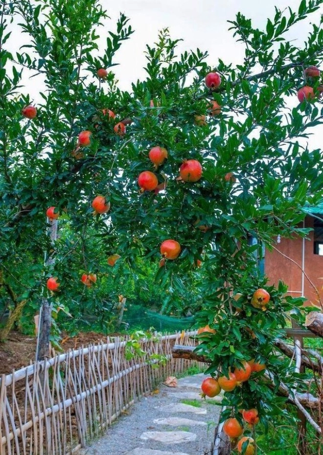 Gia đình nào trồng loại cây này con cháu không giỏi cũng giàu cây trĩu quả càng là điềm lành - 1