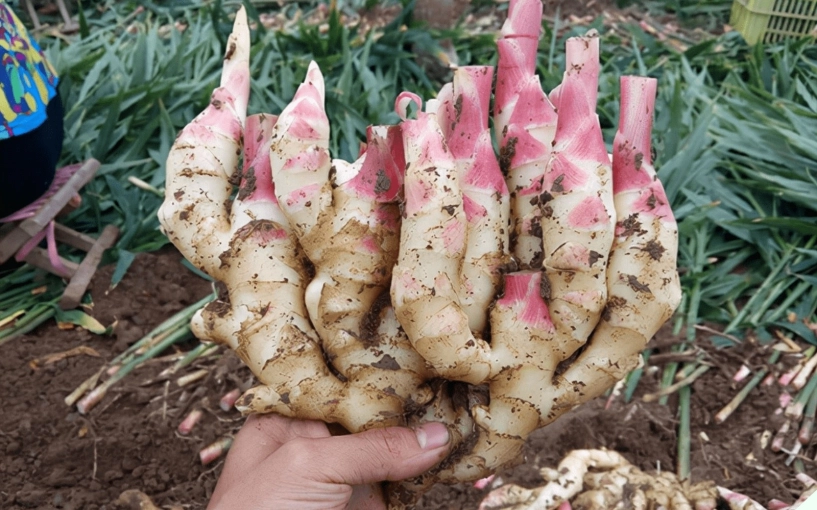 Gừng mua về rất dễ bị thối teo ngâm ngay vào thứ nước rẻ tiền này để cả năm vẫn tươi như lúc mới đào - 1