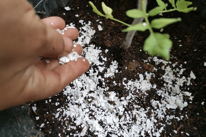 Mai cua đồng ăn rồi hãy giữ lấy xay thành bột rắc vào đất hoa nở tung thành thảm - 2