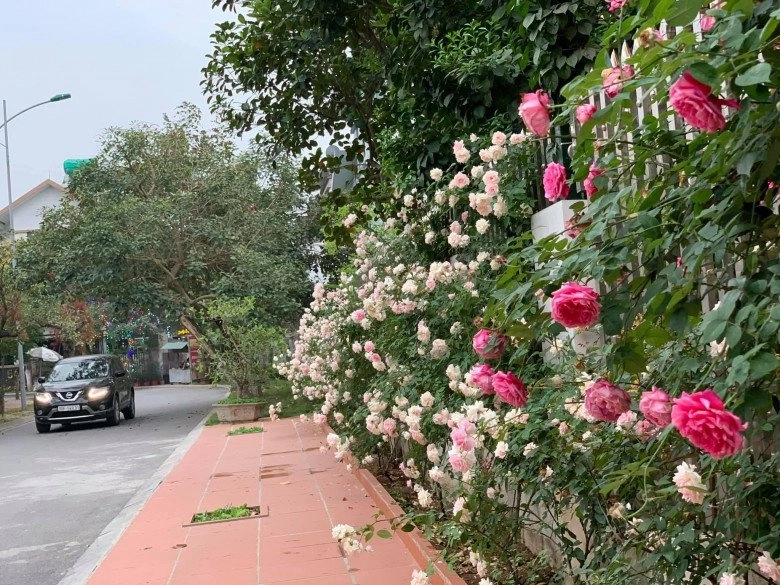 Mẹ đảm hà nội trồng hoa hồng đẹp tựa trời tây hàng xóm kéo đến check-in như trẩy hội - 6