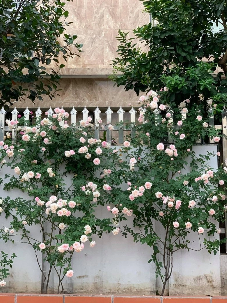 Mẹ đảm hà nội trồng hoa hồng đẹp tựa trời tây hàng xóm kéo đến check-in như trẩy hội - 13