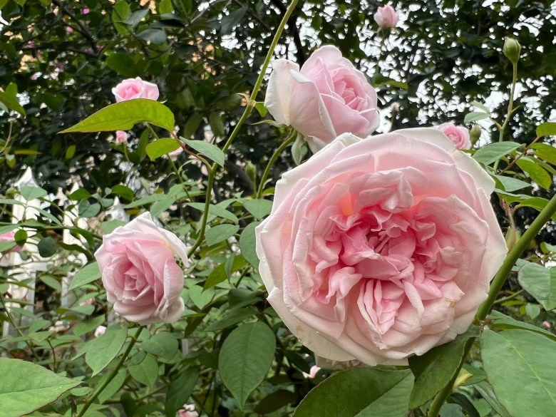 Mẹ đảm hà nội trồng hoa hồng đẹp tựa trời tây hàng xóm kéo đến check-in như trẩy hội - 15