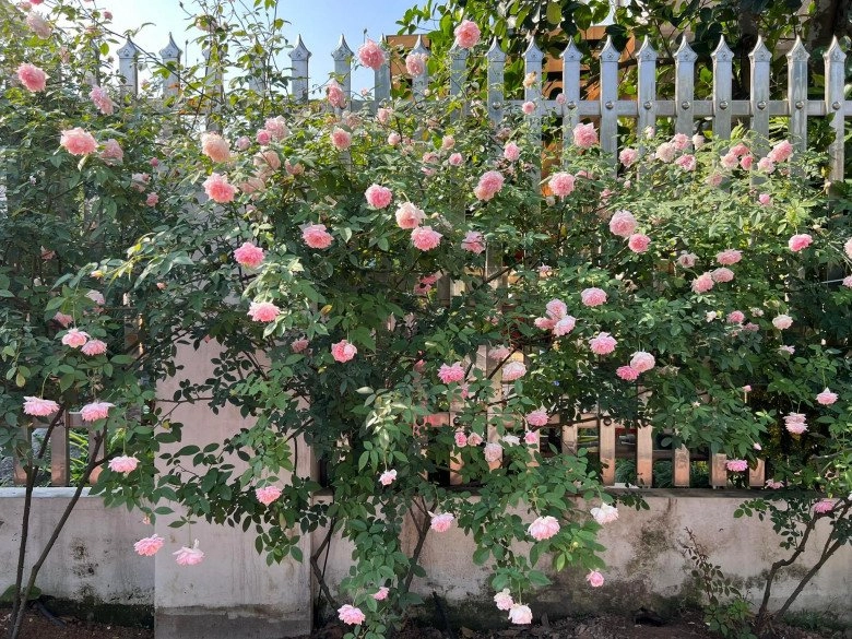 Mẹ đảm hà nội trồng hoa hồng đẹp tựa trời tây hàng xóm kéo đến check-in như trẩy hội - 16
