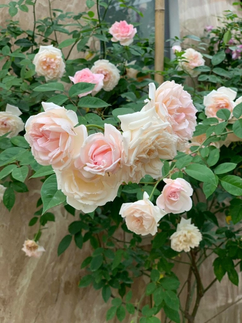 Mẹ đảm hà nội trồng hoa hồng đẹp tựa trời tây hàng xóm kéo đến check-in như trẩy hội - 17
