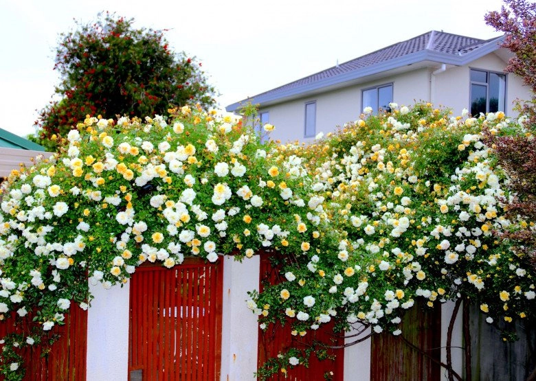 Mẹ việt ở new zealand trồng trăm loại hoa hồng đẹp như tranh đi công tác vài tháng vườn vẫn tươi tốt - 1