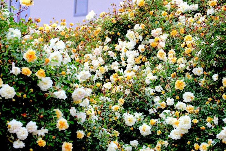 Mẹ việt ở new zealand trồng trăm loại hoa hồng đẹp như tranh đi công tác vài tháng vườn vẫn tươi tốt - 2
