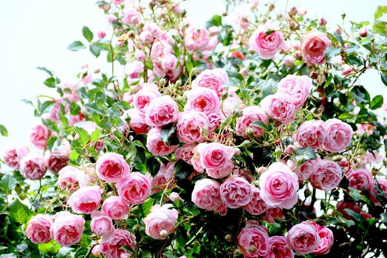 Mẹ việt ở new zealand trồng trăm loại hoa hồng đẹp như tranh đi công tác vài tháng vườn vẫn tươi tốt - 3