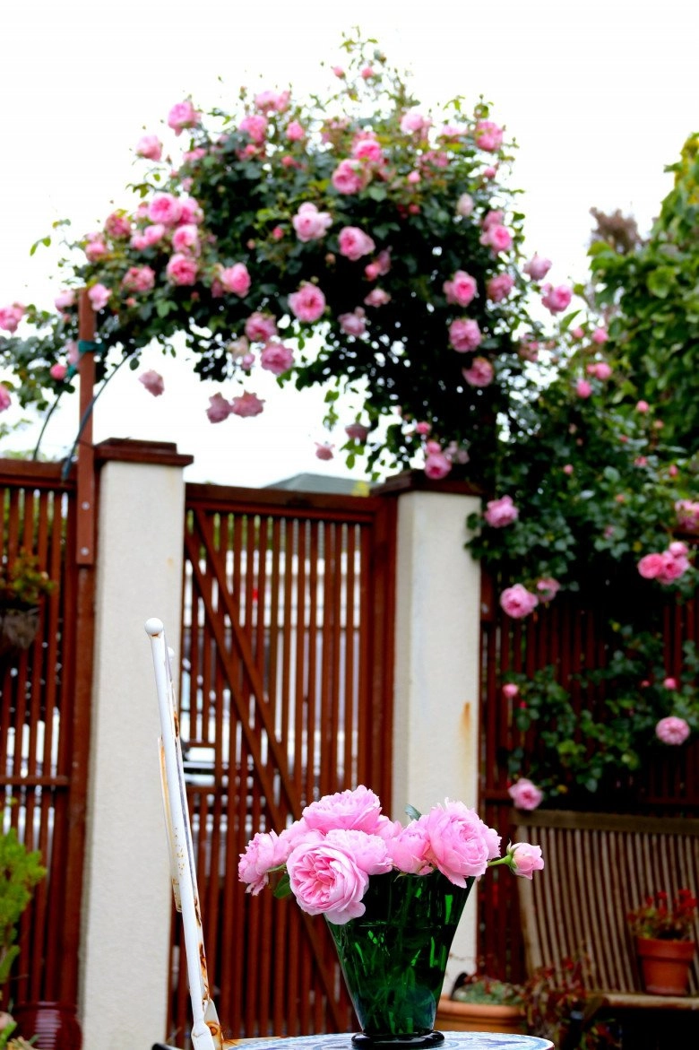 Mẹ việt ở new zealand trồng trăm loại hoa hồng đẹp như tranh đi công tác vài tháng vườn vẫn tươi tốt - 4
