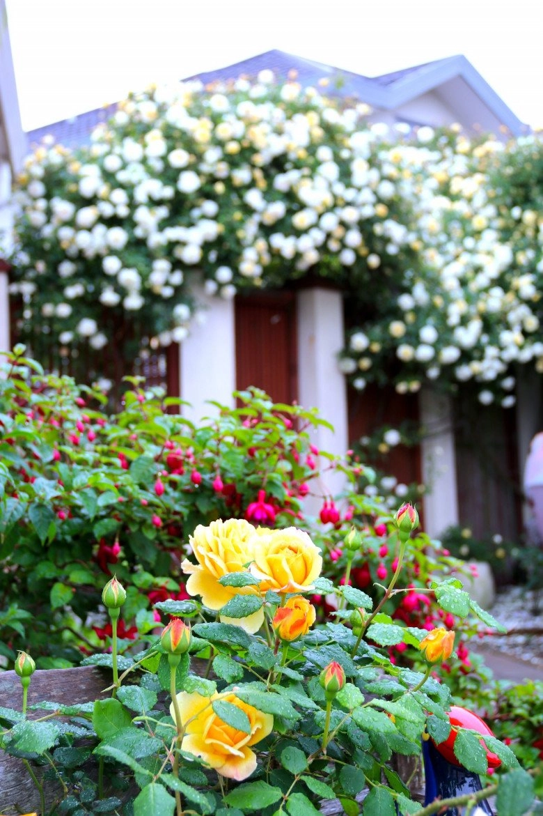 Mẹ việt ở new zealand trồng trăm loại hoa hồng đẹp như tranh đi công tác vài tháng vườn vẫn tươi tốt - 5