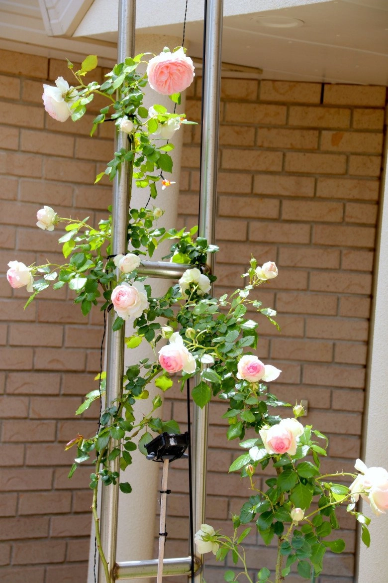 Mẹ việt ở new zealand trồng trăm loại hoa hồng đẹp như tranh đi công tác vài tháng vườn vẫn tươi tốt - 7