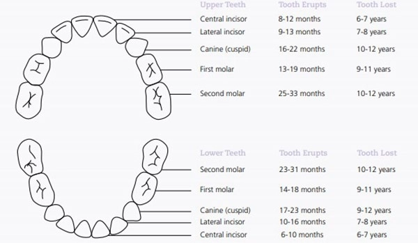Một số trẻ mọc răng khi 4 tháng một số trẻ chỉ mọc khi 1 tuổi đây là lý do - 9