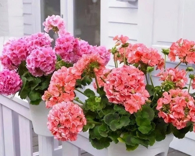 Người sức khỏe yếu không nên trồng 3 loại hoa này trong nhà đây không phải mê tín - 4