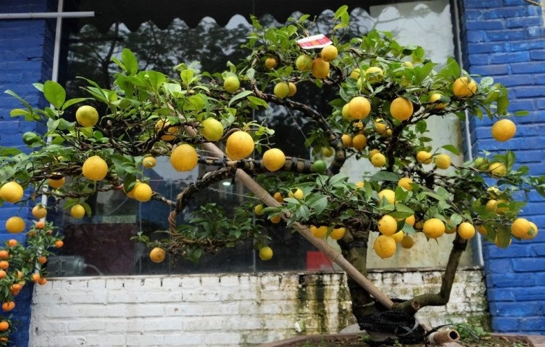 Trước nhà trồng 10 loại cây này tài lộc về như thác lũ gia chủ nghèo khó cũng hóa giàu sang - 10