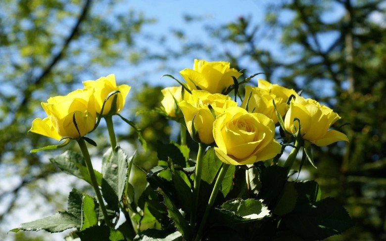 5 loài hoa tuy đẹp nhưng tượng trưng cho sự chia ly tết đừng đặt trong nhà - 4