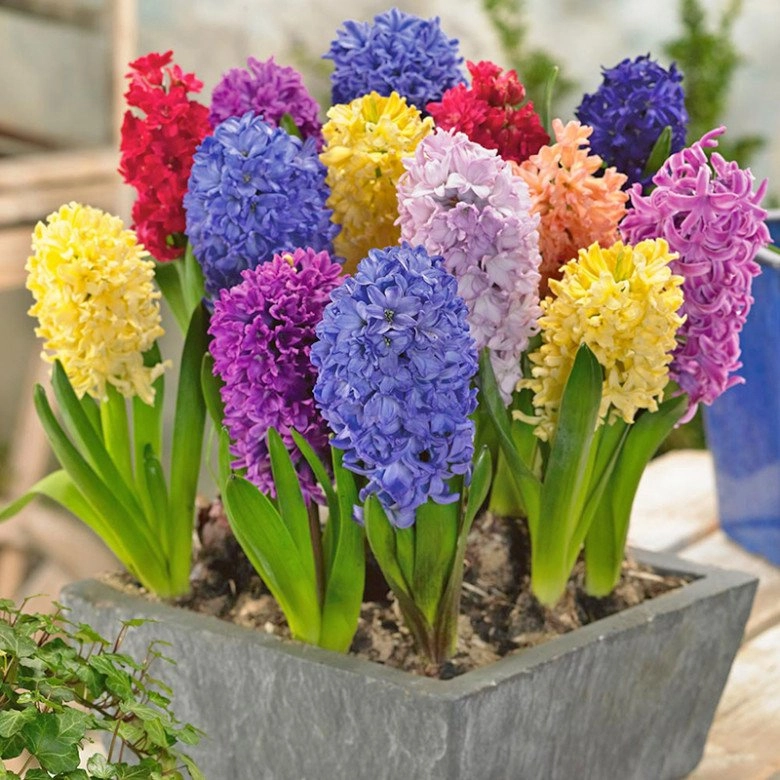 5 loài hoa tuy đẹp nhưng tượng trưng cho sự chia ly tết đừng đặt trong nhà - 5
