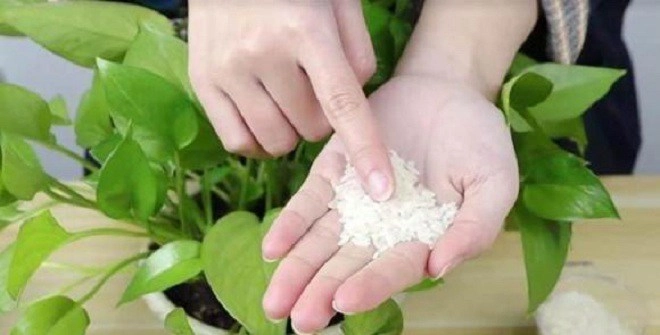 Gạo là tiên dược để trồng cây rắc một nắm vào chậu lá cả năm không vàng mầm xanh bật ra - 1