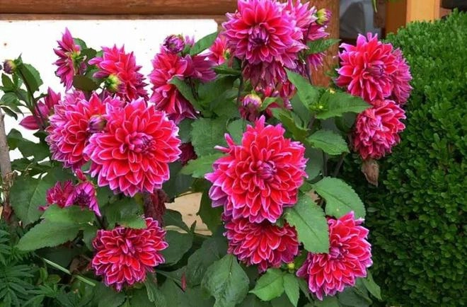 3 loại hoa trồng bằng củ sống khỏe re hoa nở rực rỡ nở to như bát chậu - 3