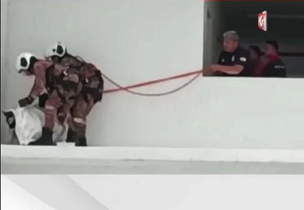 Chú chó hờn dỗi ngồi ở rìa tường tầng 7 đội cứu hộ đến dỗ dành còn vênh mặt quay đi - 2