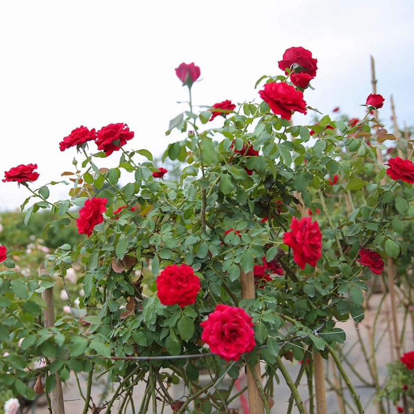 Hoa hồng mãi chưa đâm bông bổ sung 3 loại nước thần này nụ lên tủa tủa hoa nở liên tục to bằng cái bát - 1