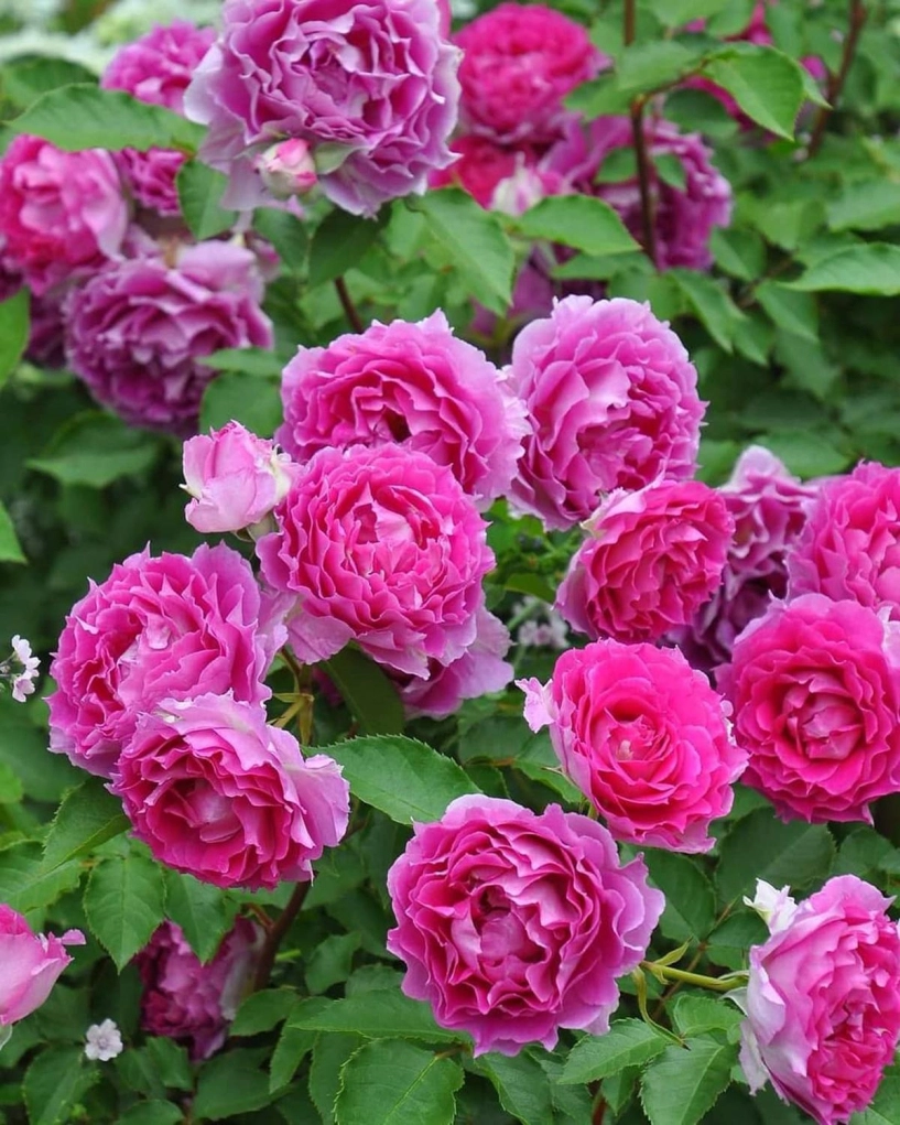 Hoa hồng mãi chưa đâm bông bổ sung 3 loại nước thần này nụ lên tủa tủa hoa nở liên tục to bằng cái bát - 3