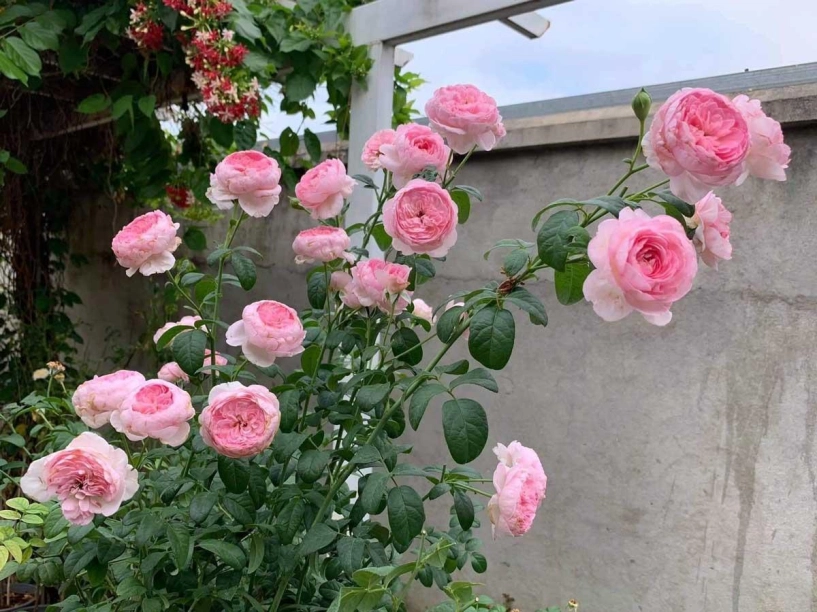 Hoa hồng mãi chưa đâm bông bổ sung 3 loại nước thần này nụ lên tủa tủa hoa nở liên tục to bằng cái bát - 5