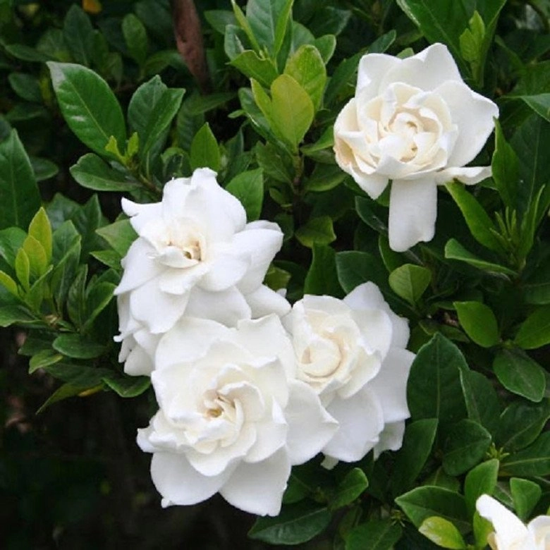 4 loại hoa này khi nở hương thơm ngào ngạt khắp nhà hàng xóm cũng ngửi thấy mùi thơm - 2