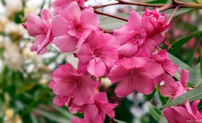5 loại hoa độc mang vào nhà dễ gặp xui đẹp như hoa hậu cũng không nên để trong nhà - 2