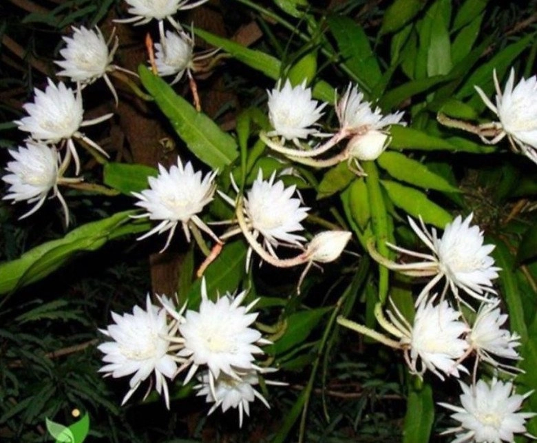 6 loài hoa ngủ ngày cày đêm một khi nở hoa sẽ tỏa hương khắp nhà thích hợp trồng ở ban công - 1
