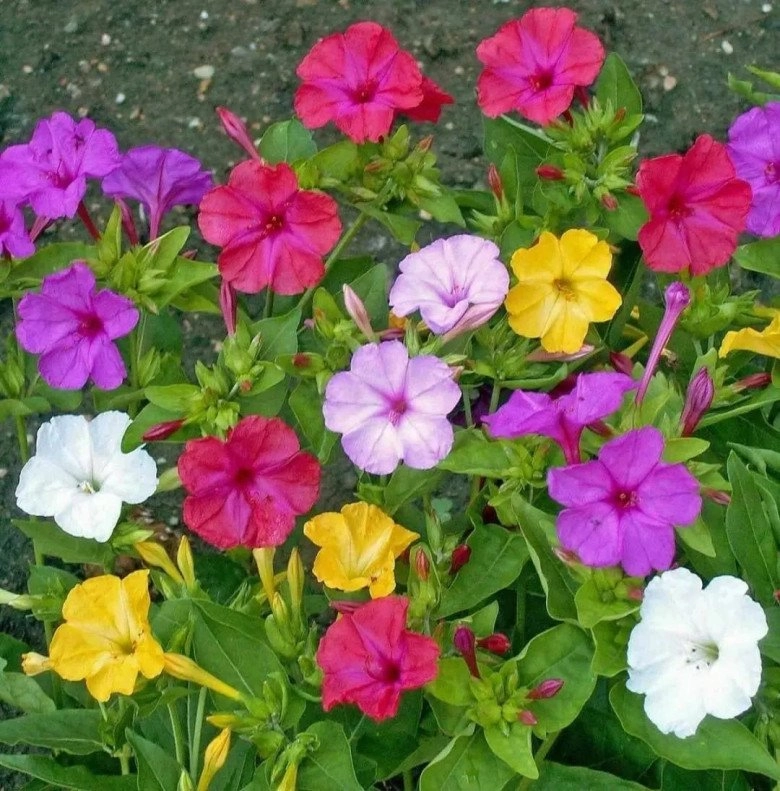 6 loài hoa ngủ ngày cày đêm một khi nở hoa sẽ tỏa hương khắp nhà thích hợp trồng ở ban công - 3